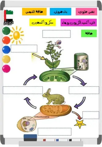 مخطط البناء الضوئي و التنفس الخلوي