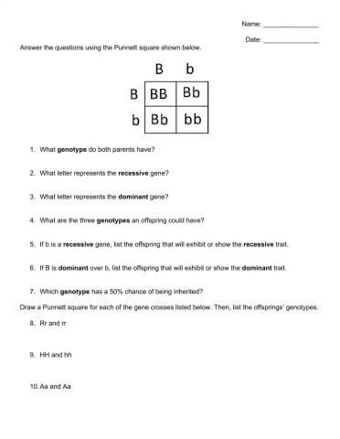 Heredity - Punnett Square Worksheet
