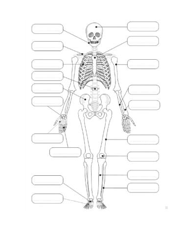 Bones-huesos