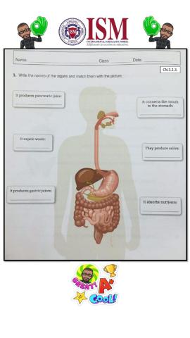 Digestive system - organs' functions