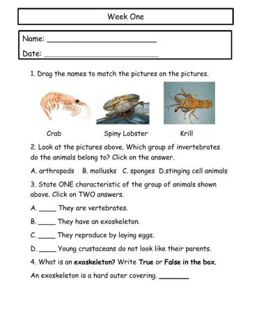 Crustacean Worksheet