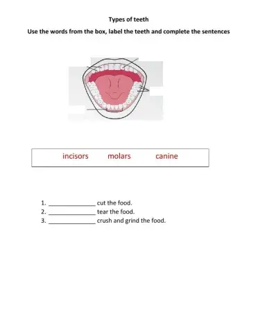 Types of teeth