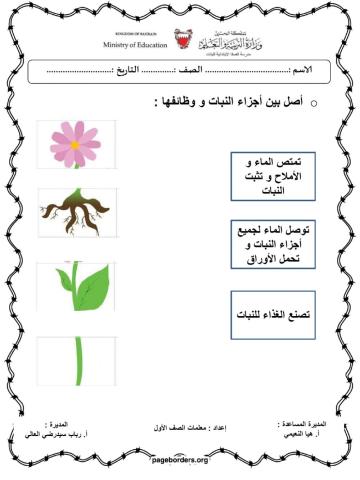 نشاط درس النباتات و أجزاءها