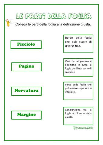 le parti della foglia