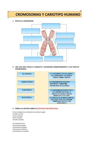 Evaluación de cromosomas