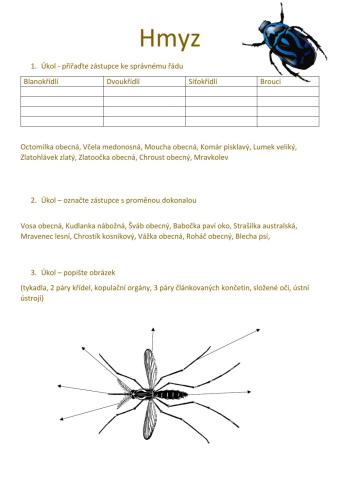 Pracovní list - Hmyz