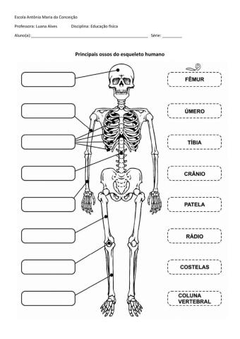 Principais ossos do corpo