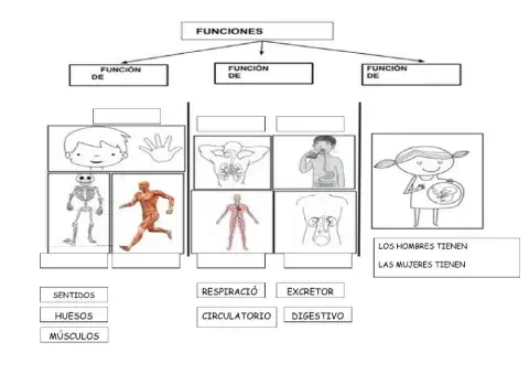 Las funciones vitales