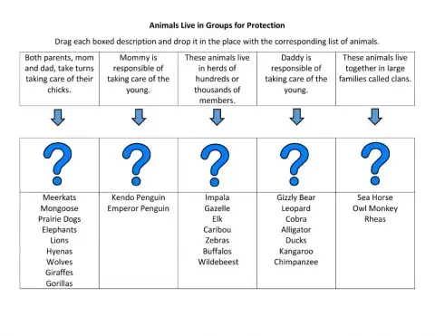 Animal Groups for Protection