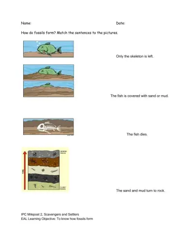 Fossilization for Beginners