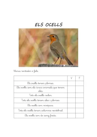 Els ocells