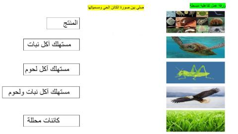 السلسلة الغذائية ورقة عمل