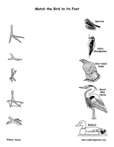 Adaptations bird feet