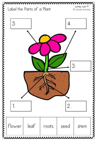Parts of a Plant