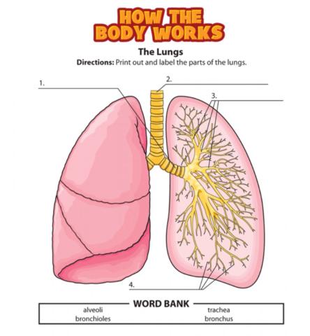 The respiratory system