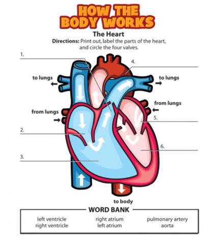 The parts of the Heart