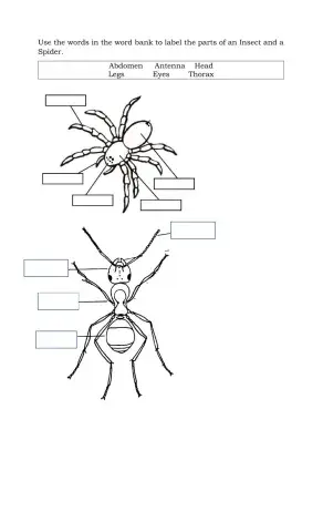 Insects and spiders labelling