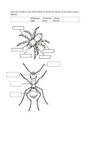 Insects and spiders labelling