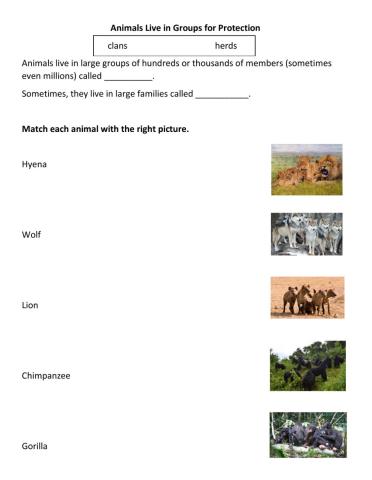 Animals Live in Groups for Protection