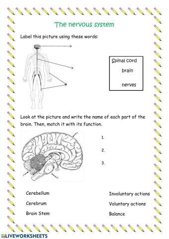 Nervous System