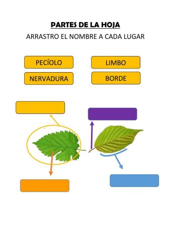 Parte de las hojas
