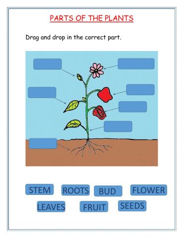 Parts of the plants