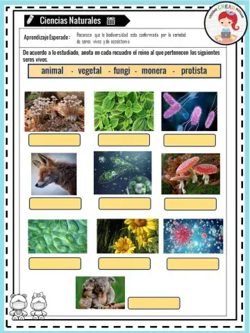 Clasificación reinos de los seres vivos
