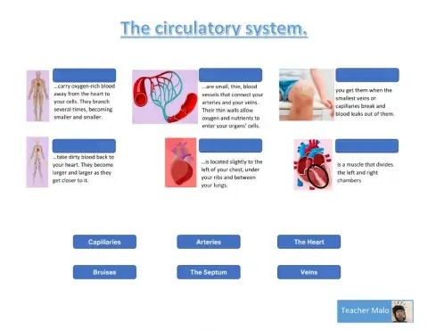 Circulatory System