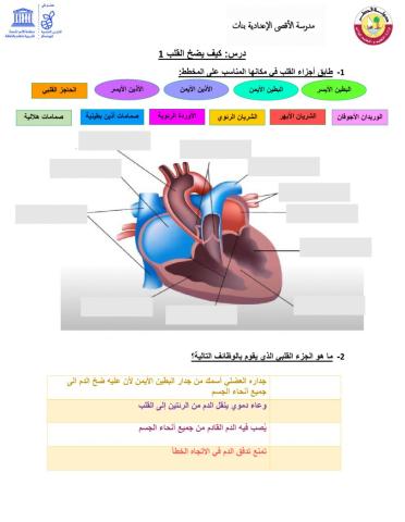 كيف يضخ القلب 1
