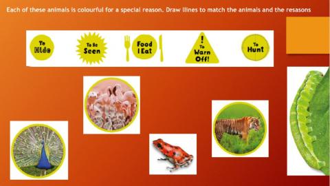 Animals and colours