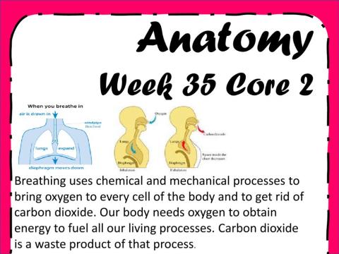 Human anatomy - week-35