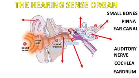 The Ear organ