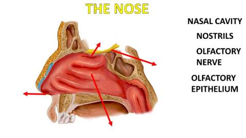 The nose organ
