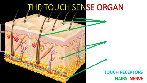 The Skin organ