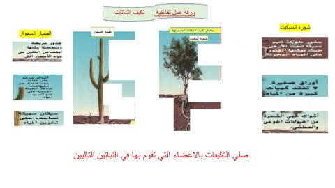 تكيف نباتات الصحراء