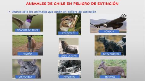 Flora y fauna de Chile