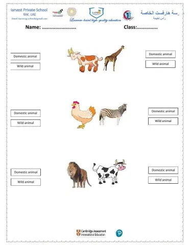 Domestic and wild Animals