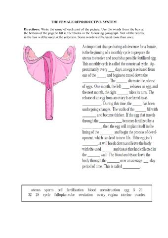 Female reproductive system and menstrual cycle