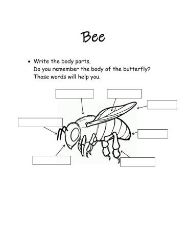 Bee's body parts