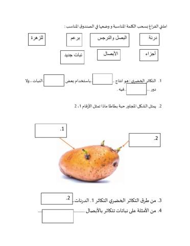 التكاثر الخضري