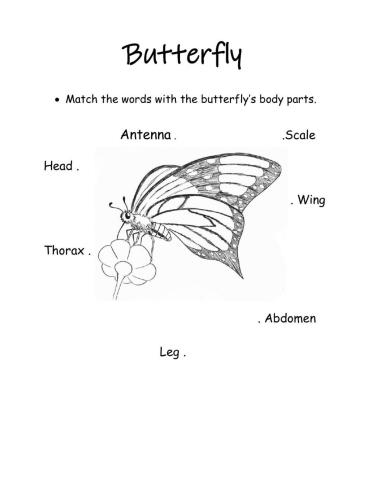 Parts of the butterfly
