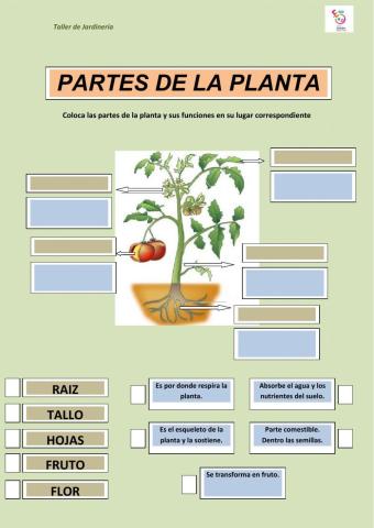 Partes de la planta y funciones