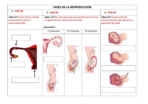 Fases de la reproducción