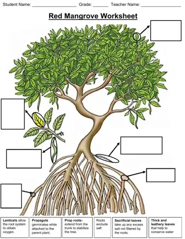 Red Mangrove Adaptations