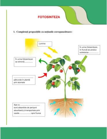 Fotosinteza