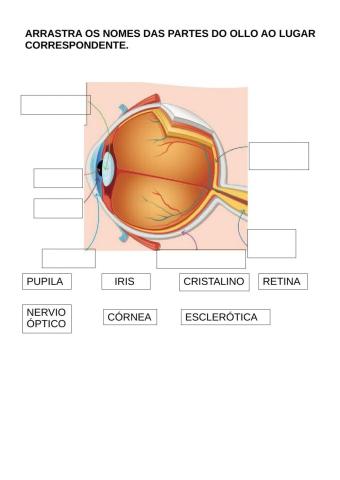 Partes do ollo