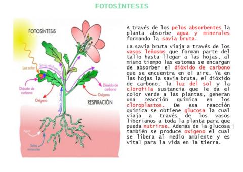 ¿Cómo ocurre el proceso de la fotosíntesis?