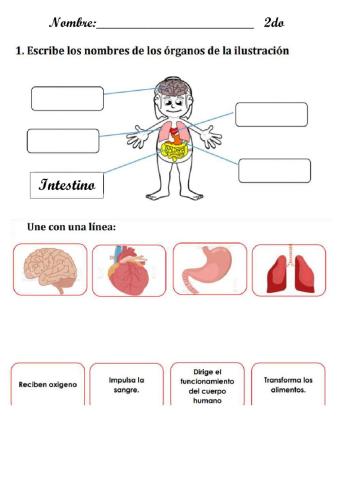 Organos del cuerpo