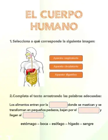 El cuerpo humano