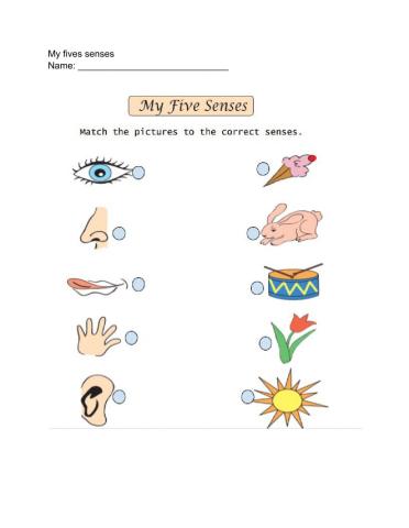 My five senses